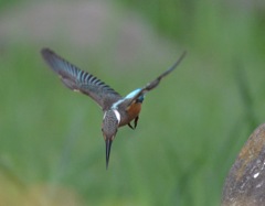 カワセミ♀幼鳥