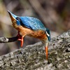 カワセミ♀