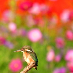 カワセミ♀幼鳥