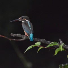 カワセミ♀幼鳥