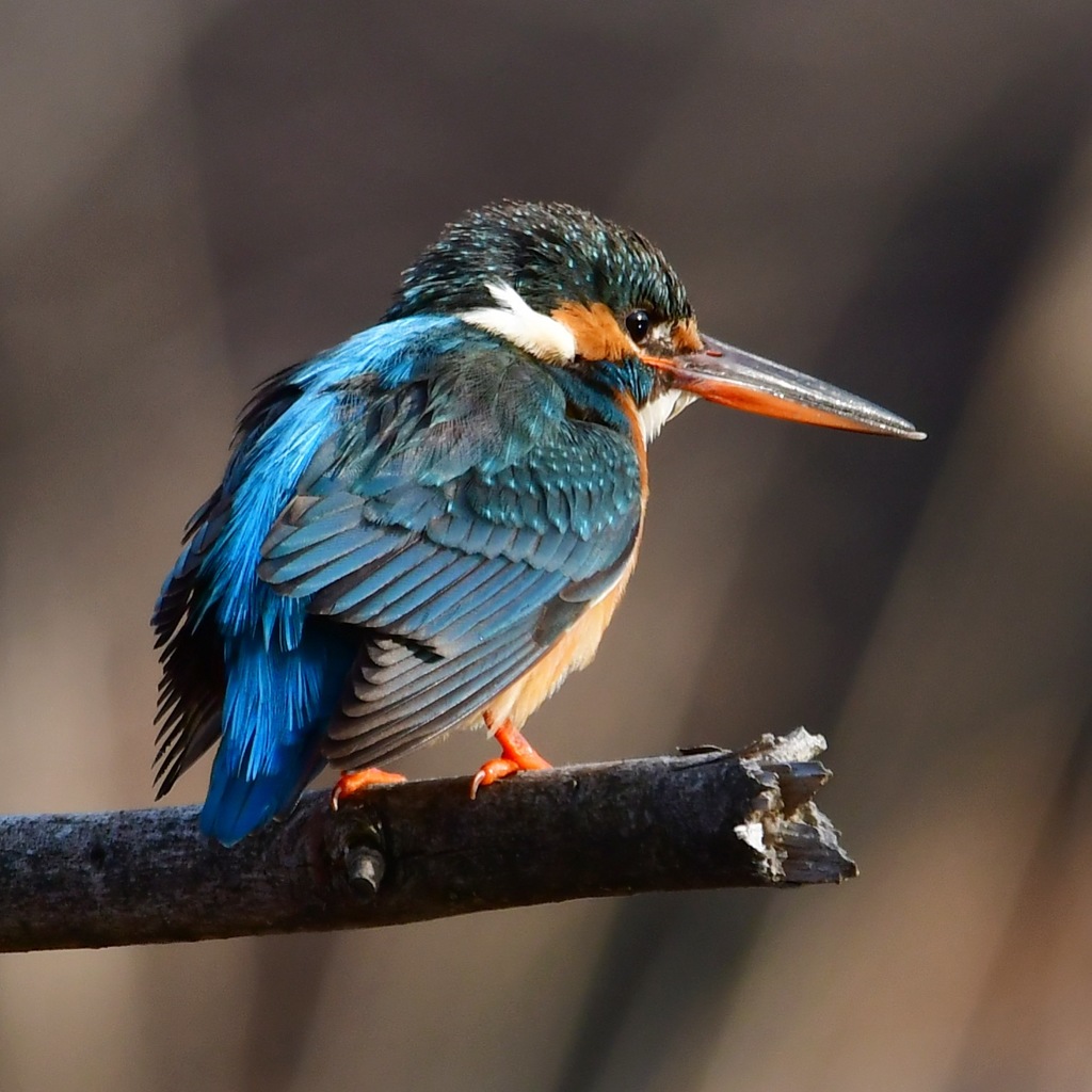 カワセミ♀