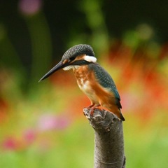 カワセミ♀