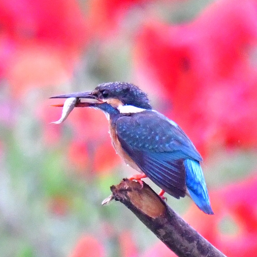カワセミ♀