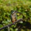 カワセミ♂幼鳥