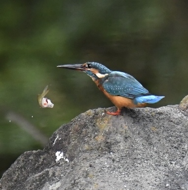 カワセミ