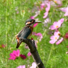 カワセミ♀幼鳥