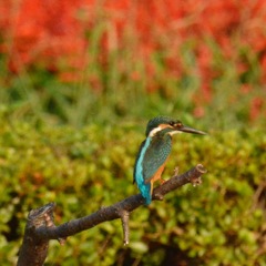 カワセミ♂