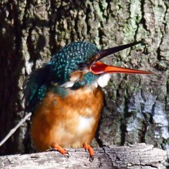 カワセミ♀