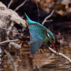 カワセミ♀