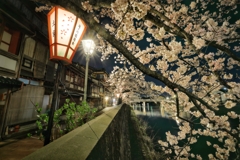 主計町の夜桜