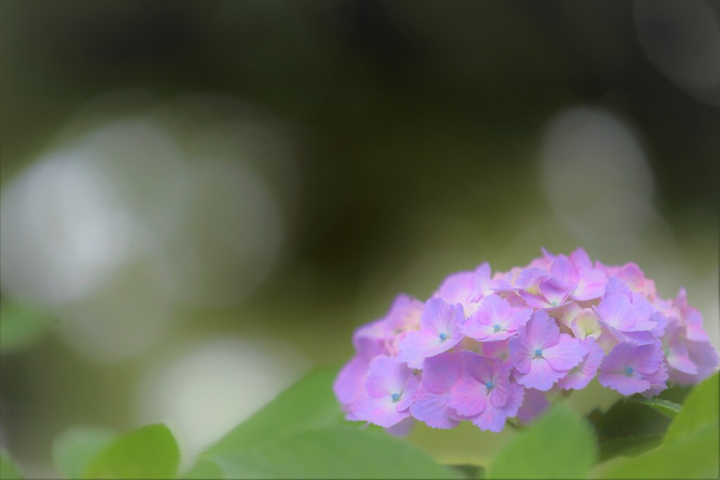 紫陽花