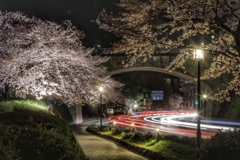 夜の石川橋と桜