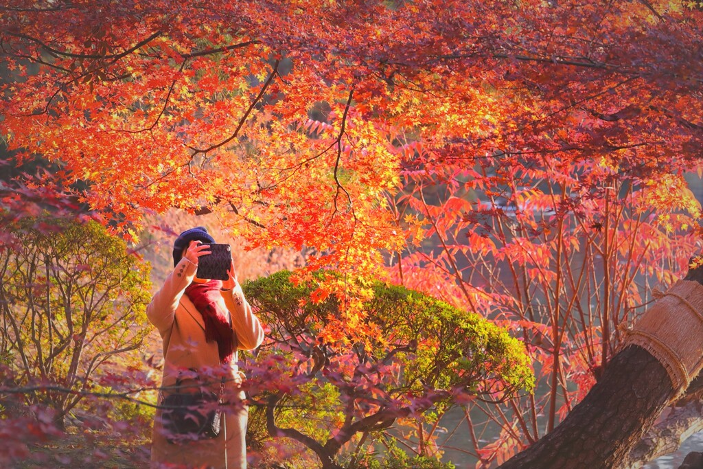 紅葉の中で