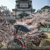 金沢城と桜