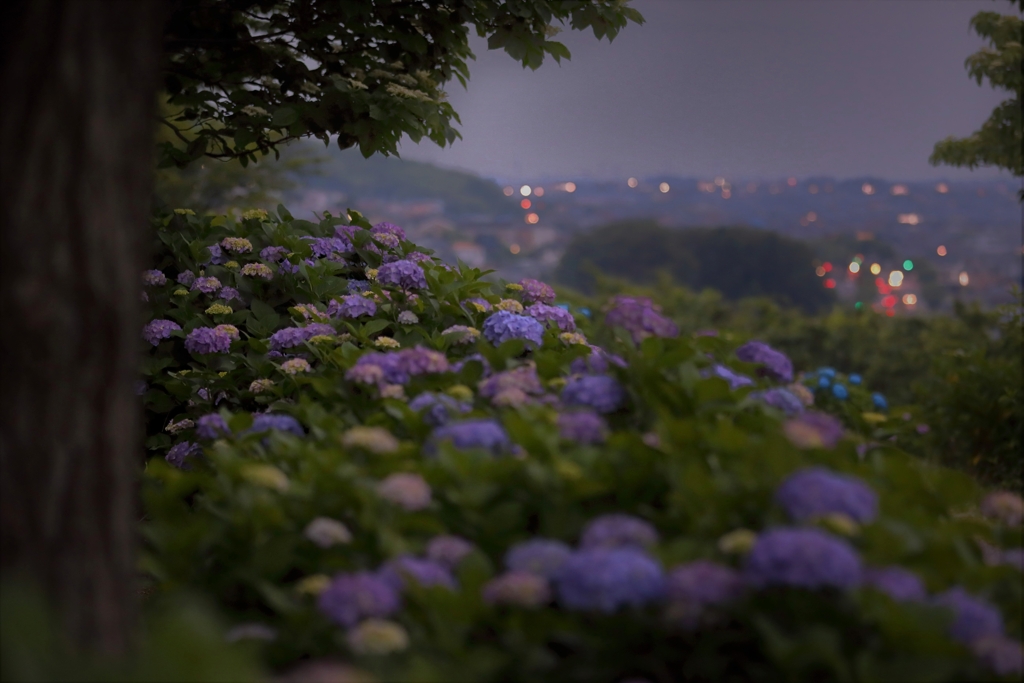 夕暮れの紫陽花