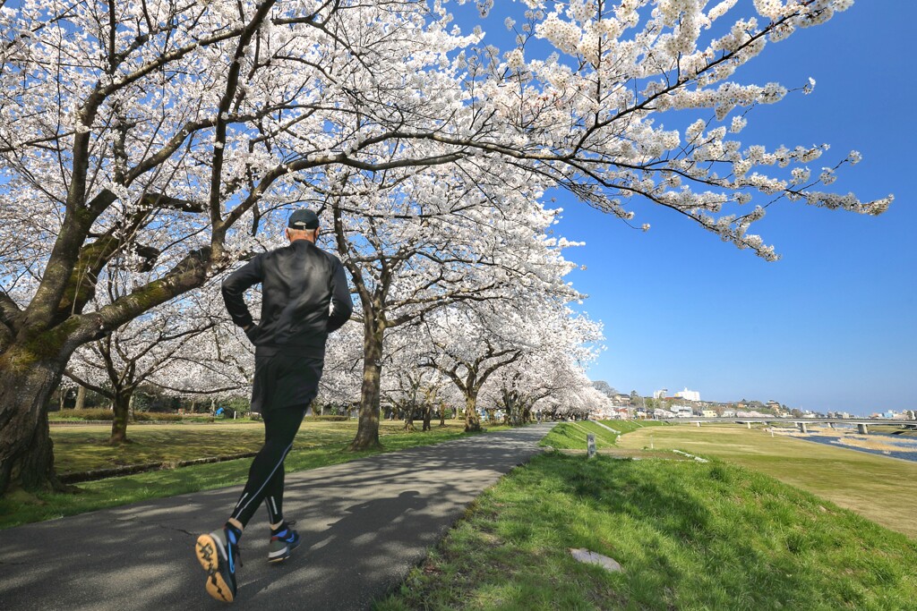 犀川の桜並木