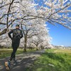 犀川の桜並木