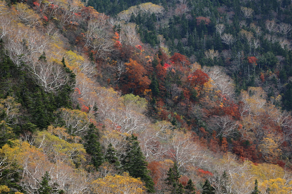 枯れ木も山の。。。