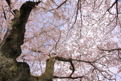 けむ公の桜3