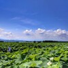加賀レンコン