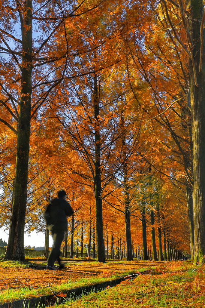 紅葉のメタセコイア並木