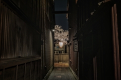 金沢_主計町の夜桜1