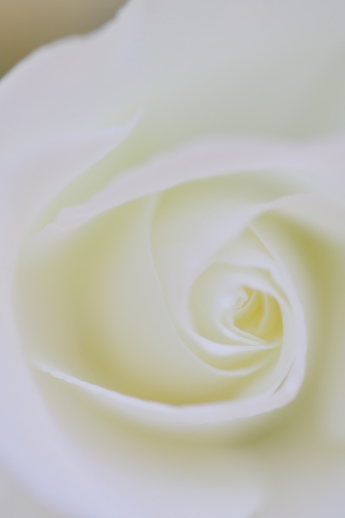 White Rose