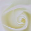 White Rose