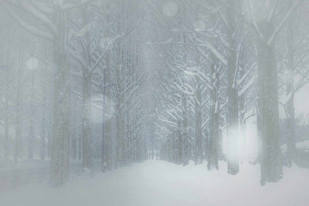雪のメタセコイア並木