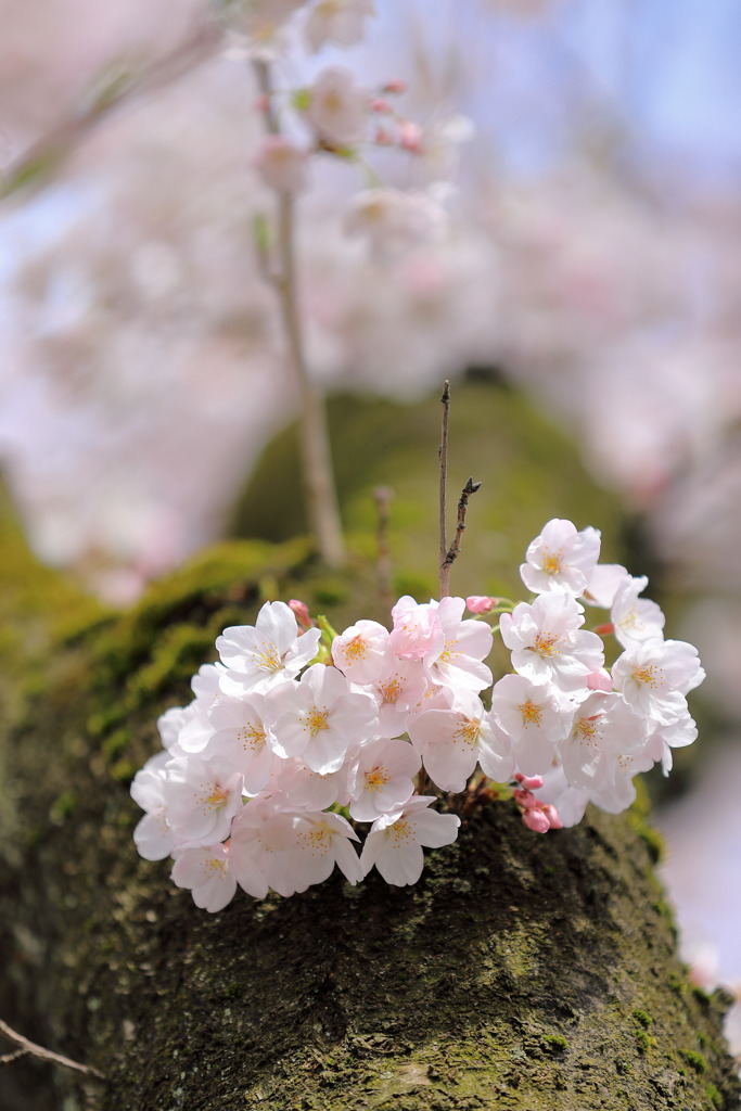 けむ公の桜2