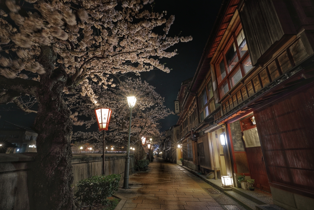 夜桜