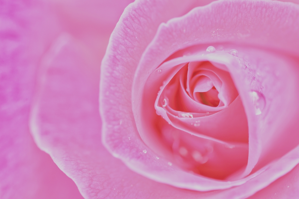 薔薇と雫