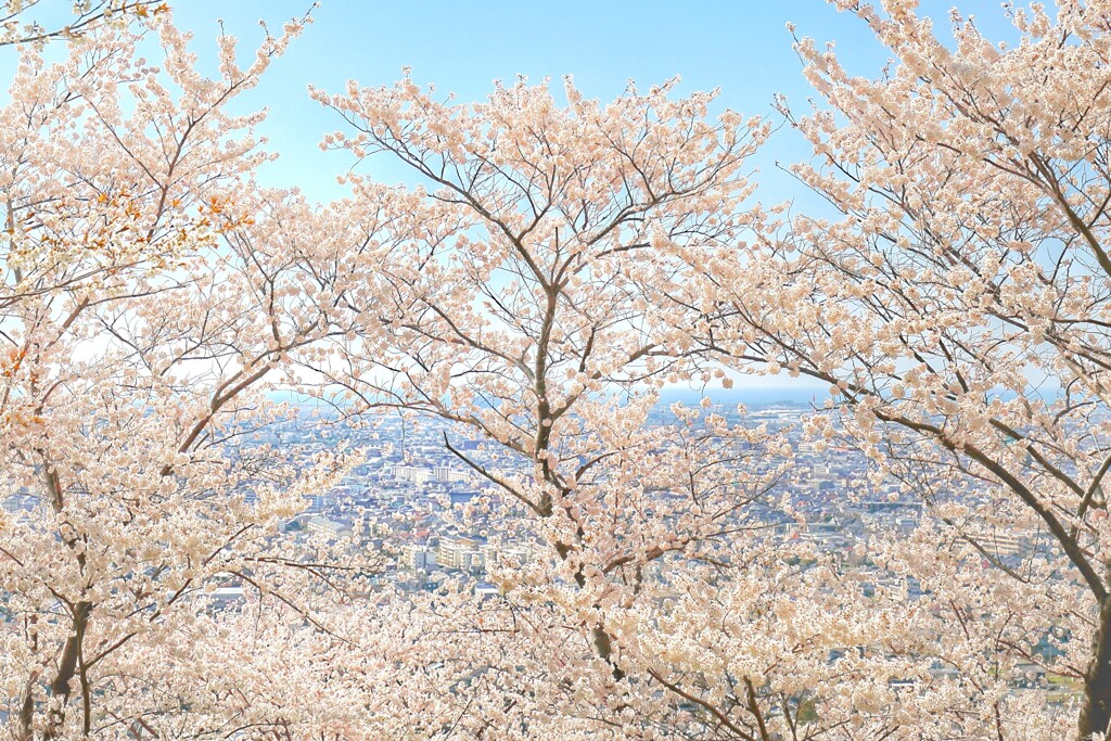 桜の窓