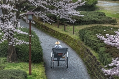 お堀通りの人力車と桜