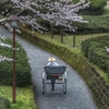 お堀通りの人力車と桜