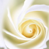 silky rose