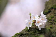 けむ公の桜4