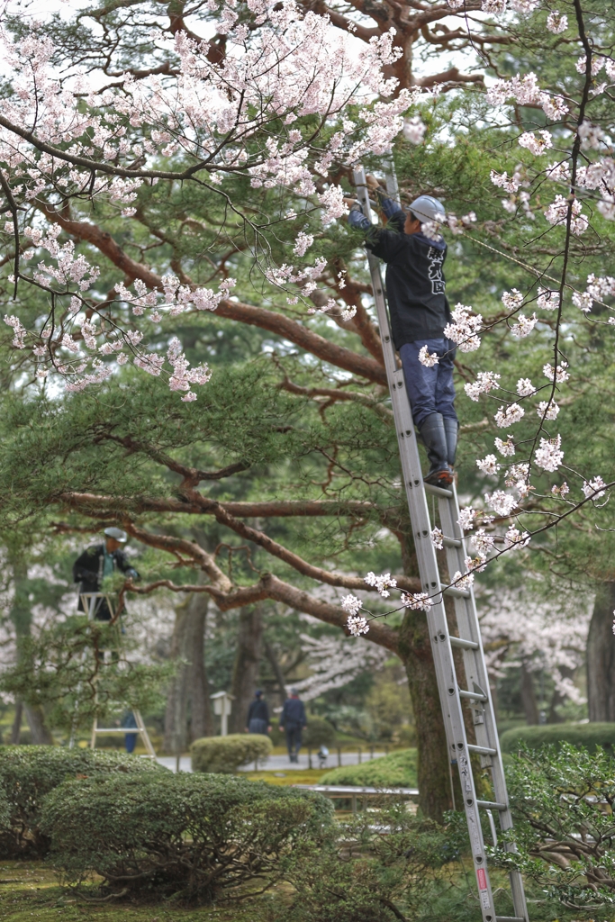 兼六園の春2