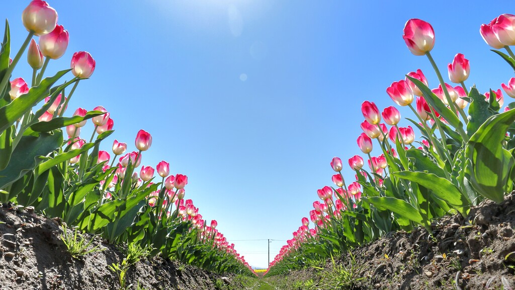 あさひ舟川のチューリップ畑