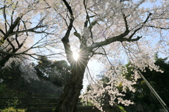 Z坂の桜