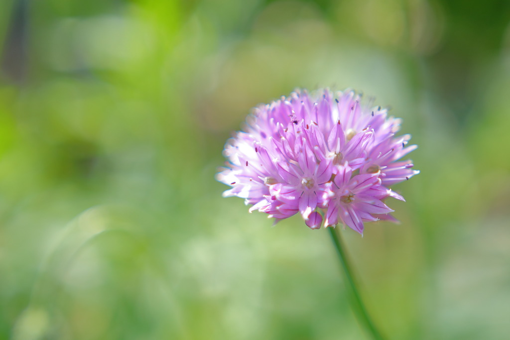 あさつきの花１