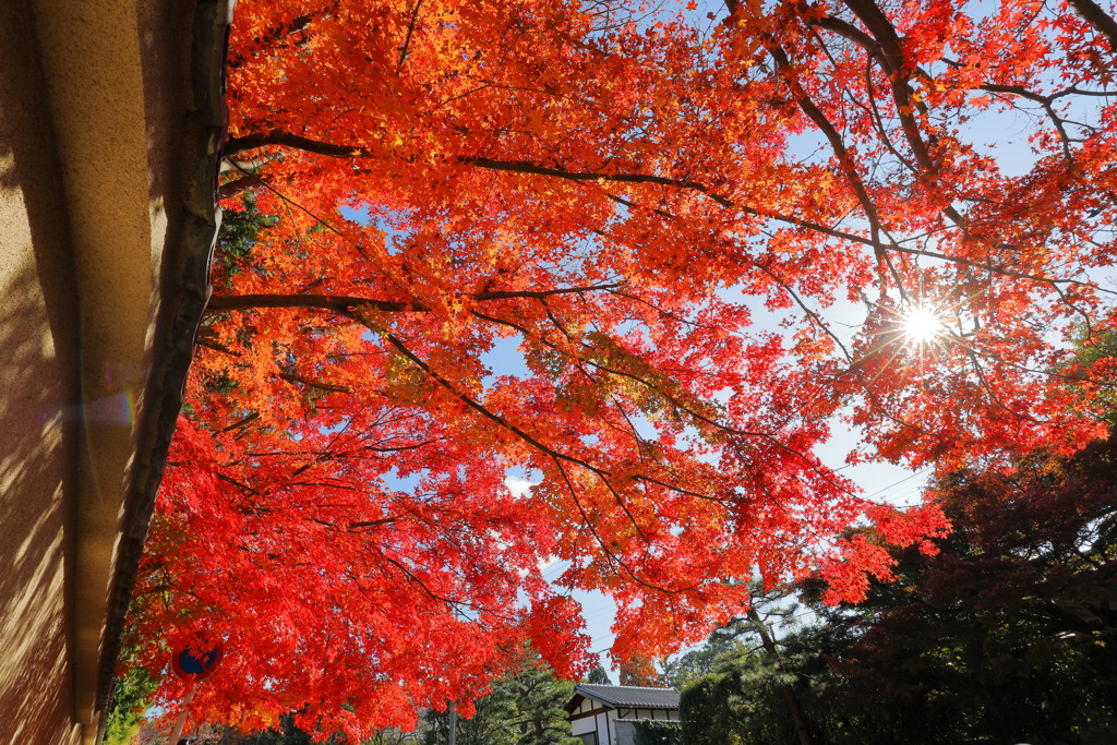 紅葉@京都