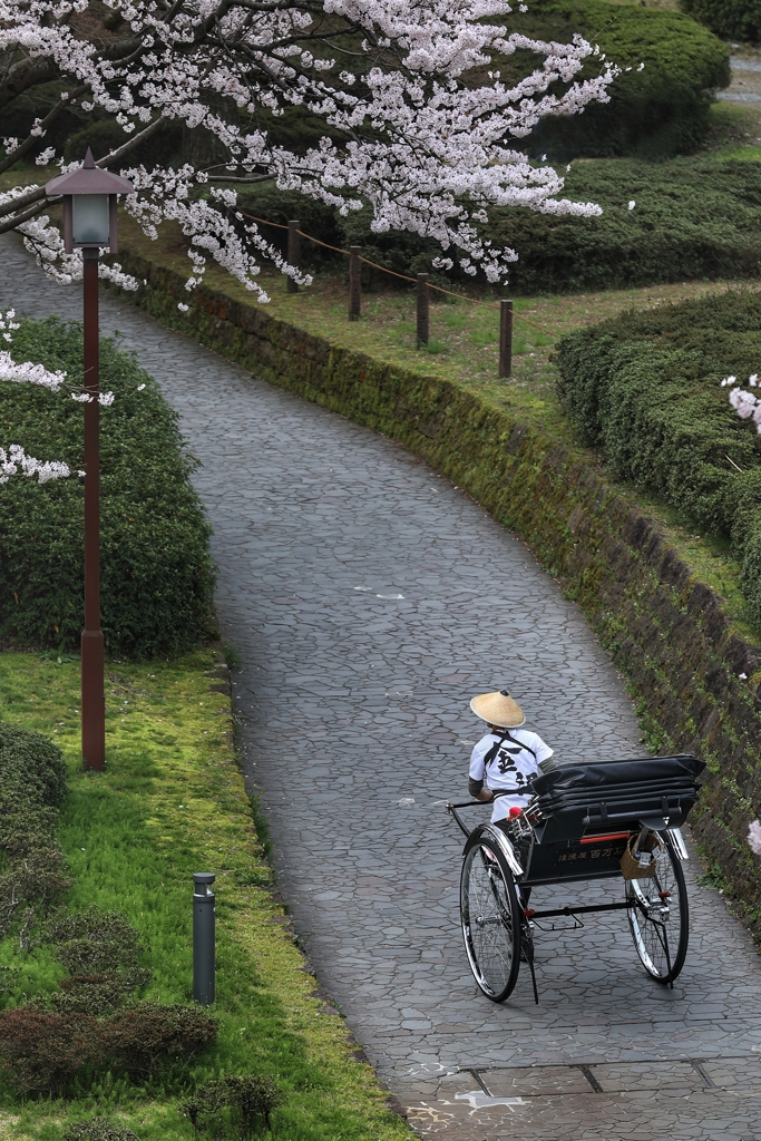 お堀通りの人力車と桜2