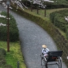 お堀通りの人力車と桜2
