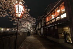 金沢_主計町の夜桜2