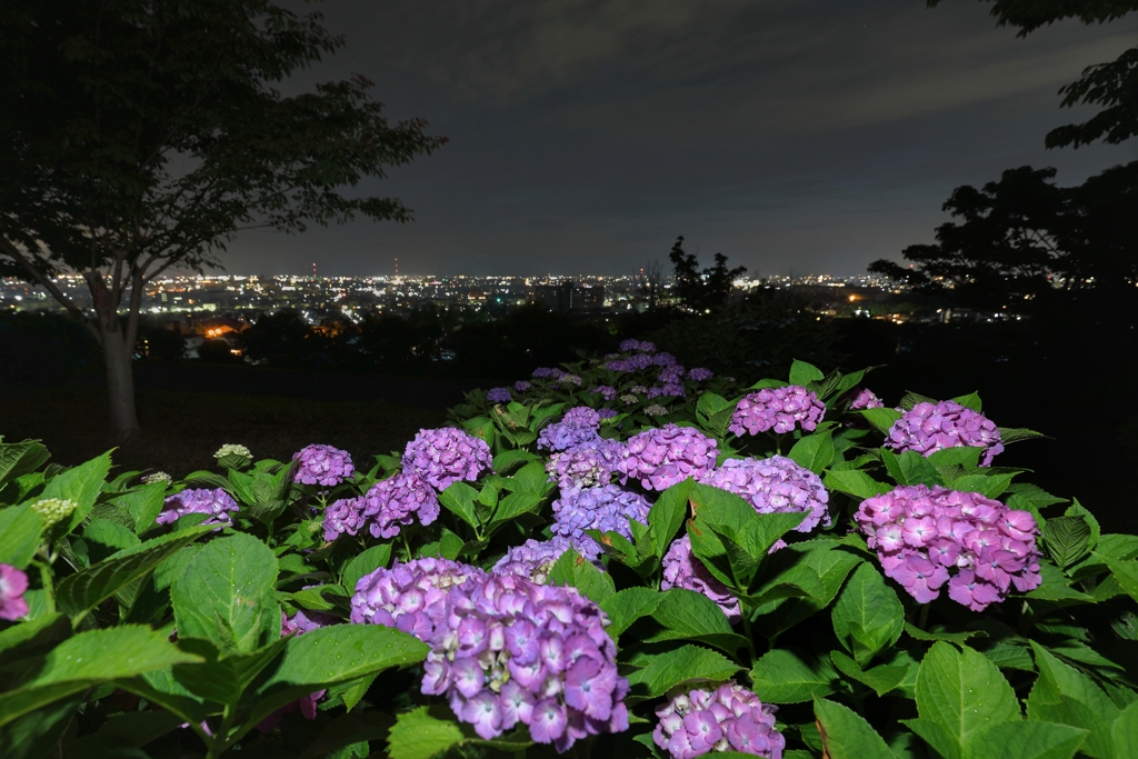 金沢の夜景と紫陽花