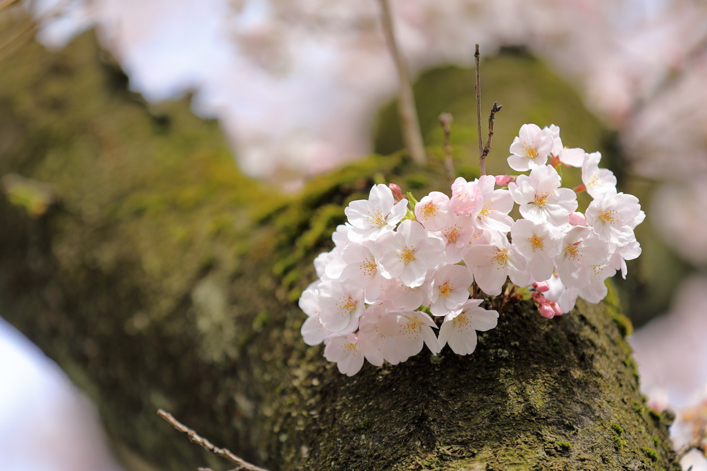 けむ公の桜