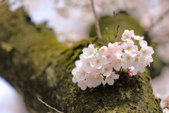 けむ公の桜