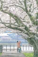 犀川の桜