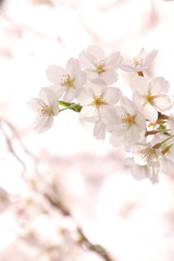 けむ公の桜5